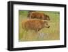 Bison Calves, Yellowstone National Park-Ken Archer-Framed Photographic Print