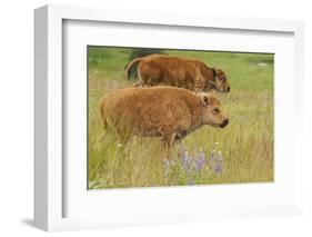 Bison Calves, Yellowstone National Park-Ken Archer-Framed Photographic Print