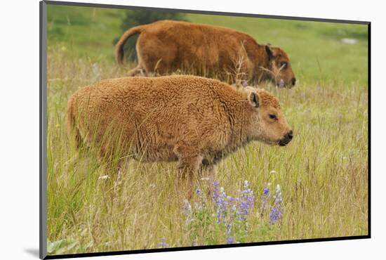 Bison Calves, Yellowstone National Park-Ken Archer-Mounted Photographic Print