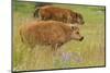 Bison Calves, Yellowstone National Park-Ken Archer-Mounted Photographic Print