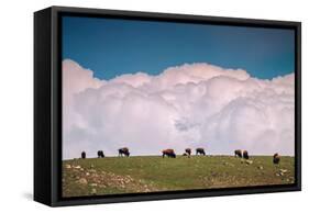 Bison Cloudscape, Yellowstone National Park, Wyoming-null-Framed Stretched Canvas