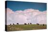 Bison Cloudscape, Yellowstone National Park, Wyoming-null-Stretched Canvas