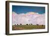 Bison Cloudscape, Yellowstone National Park, Wyoming-null-Framed Photographic Print