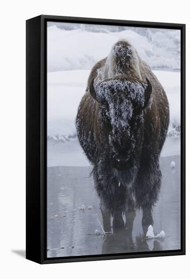 Bison Covered in Frost-W^ Perry Conway-Framed Stretched Canvas