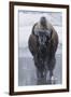 Bison Covered in Frost-W^ Perry Conway-Framed Premium Photographic Print