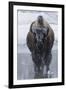 Bison Covered in Frost-W^ Perry Conway-Framed Premium Photographic Print