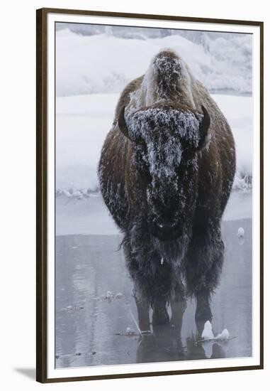 Bison Covered in Frost-W^ Perry Conway-Framed Premium Photographic Print