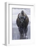 Bison Covered in Frost-W^ Perry Conway-Framed Photographic Print