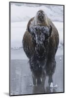 Bison Covered in Frost-W^ Perry Conway-Mounted Photographic Print