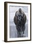 Bison Covered in Frost-W^ Perry Conway-Framed Photographic Print