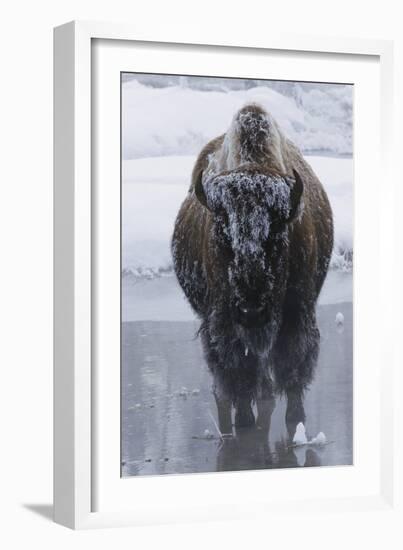 Bison Covered in Frost-W^ Perry Conway-Framed Photographic Print