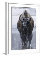 Bison Covered in Frost-W^ Perry Conway-Framed Photographic Print