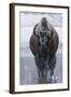 Bison Covered in Frost-W^ Perry Conway-Framed Photographic Print