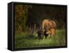 Bison Cow and Calf-Galloimages Online-Framed Stretched Canvas