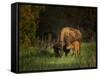 Bison Cow and Calf-Galloimages Online-Framed Stretched Canvas