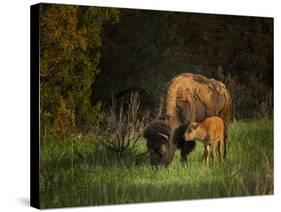 Bison Cow and Calf-Galloimages Online-Stretched Canvas