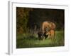 Bison Cow and Calf-Galloimages Online-Framed Photographic Print