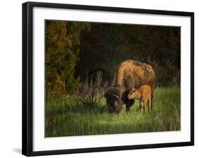 Bison Cow and Calf-Galloimages Online-Framed Photographic Print