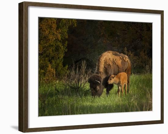 Bison Cow and Calf-Galloimages Online-Framed Photographic Print