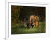 Bison Cow and Calf-Galloimages Online-Framed Photographic Print