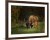 Bison Cow and Calf-Galloimages Online-Framed Photographic Print