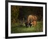 Bison Cow and Calf-Galloimages Online-Framed Photographic Print