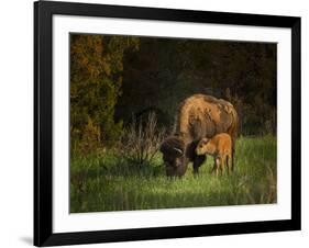 Bison Cow and Calf-Galloimages Online-Framed Photographic Print