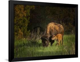 Bison Cow and Calf-Galloimages Online-Framed Photographic Print