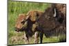 Bison Cow with Young Calf-Ken Archer-Mounted Photographic Print