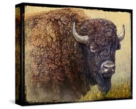 Bison Facing Right-Chris Vest-Stretched Canvas