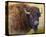 Bison Facing Right-Chris Vest-Stretched Canvas