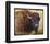 Bison Facing Right-Chris Vest-Framed Art Print