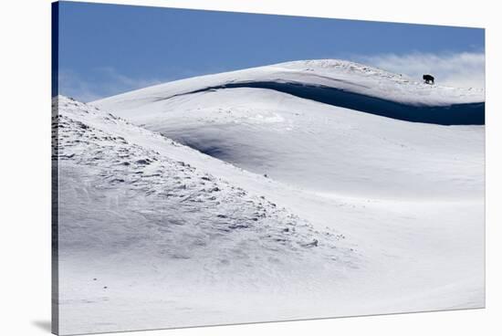 Bison Feed Along The Hillsides Of The Hayden Valley In Winter In Yellowstone-Jay Goodrich-Stretched Canvas