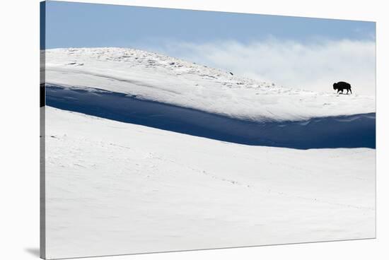 Bison Feed Along The Hillsides Of The Hayden Valley In Winter In Yellowstone-Jay Goodrich-Stretched Canvas