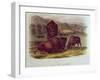 Bison from Quadrupeds of North America (1842-5)-John James Audubon-Framed Giclee Print