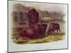 Bison from Quadrupeds of North America (1842-5)-John James Audubon-Mounted Giclee Print