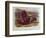 Bison from Quadrupeds of North America (1842-5)-John James Audubon-Framed Premium Giclee Print