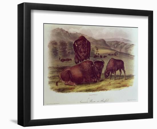 Bison from Quadrupeds of North America (1842-5)-John James Audubon-Framed Premium Giclee Print