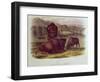 Bison from Quadrupeds of North America (1842-5)-John James Audubon-Framed Premium Giclee Print