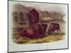 Bison from Quadrupeds of North America (1842-5)-John James Audubon-Mounted Premium Giclee Print