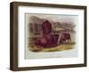 Bison from Quadrupeds of North America (1842-5)-John James Audubon-Framed Giclee Print