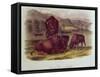 Bison from Quadrupeds of North America (1842-5)-John James Audubon-Framed Stretched Canvas