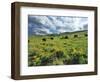 Bison Graze in Arrowleaf Balsamroot, National Bison Range, Moiese, Montana, USA-Chuck Haney-Framed Photographic Print