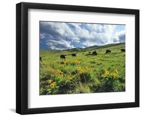 Bison Graze in Arrowleaf Balsamroot, National Bison Range, Moiese, Montana, USA-Chuck Haney-Framed Photographic Print