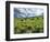 Bison Graze in Arrowleaf Balsamroot, National Bison Range, Moiese, Montana, USA-Chuck Haney-Framed Photographic Print