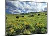 Bison Graze in Arrowleaf Balsamroot, National Bison Range, Moiese, Montana, USA-Chuck Haney-Mounted Photographic Print