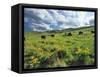 Bison Graze in Arrowleaf Balsamroot, National Bison Range, Moiese, Montana, USA-Chuck Haney-Framed Stretched Canvas