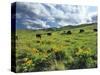 Bison Graze in Arrowleaf Balsamroot, National Bison Range, Moiese, Montana, USA-Chuck Haney-Stretched Canvas