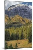 Bison Grazing In The Yellowstone Grand Landscape-Galloimages Online-Mounted Photographic Print