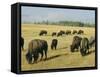 Bison Grazing in Yellowstone National Park, Wyoming, USA-Roy Rainford-Framed Stretched Canvas